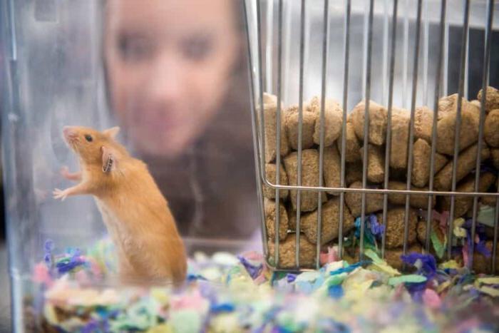 Student looking the Rat placed in a glass container.