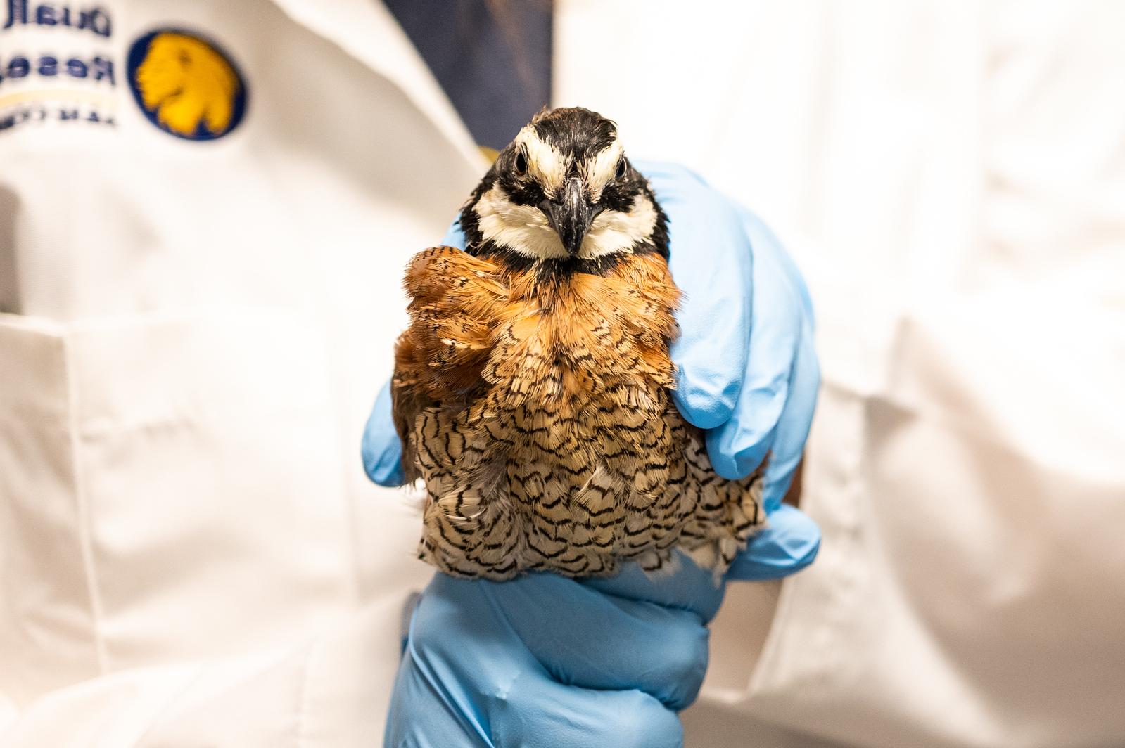 A gamebird research assistant carefully holds a quail, wearing blue gloves for a gentle and secure grip.